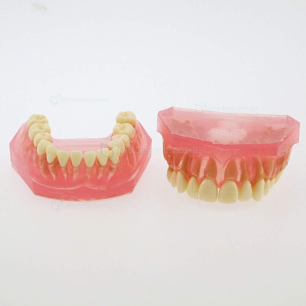 Tipodonto dental para ense&ntilde;anza con 28 dientes removibles 4004