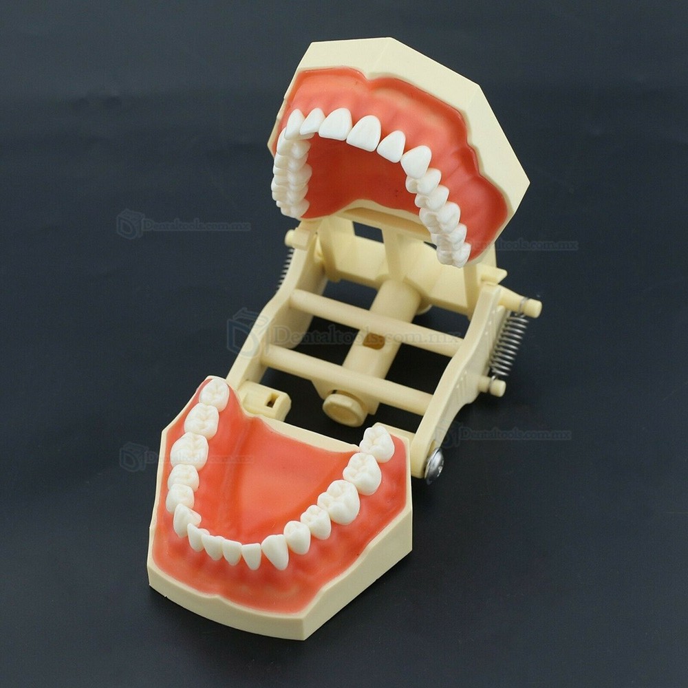 28/32 Dientes Modelo de práctica dental compatible con Columbia NISSIN Kilgore Frasaco Typodont