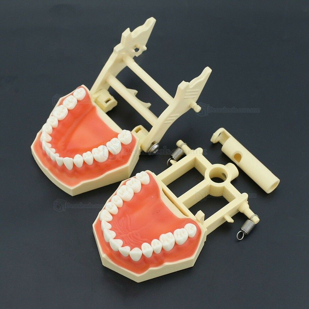 28/32 Dientes Modelo de práctica dental compatible con Columbia NISSIN Kilgore Frasaco Typodont