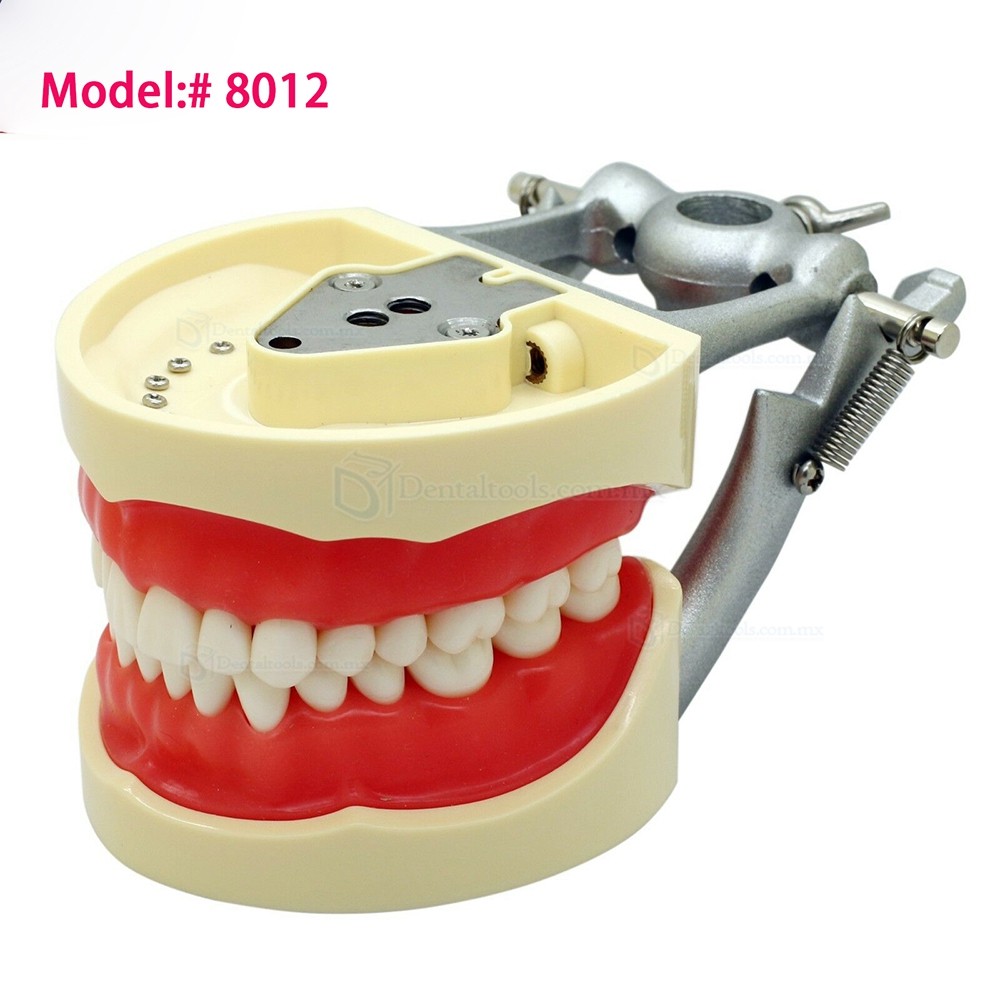 Fantoma Modelo de Práctica 32Pcs Reemplazar los Dientes compatible con Kilgore Nissin 200