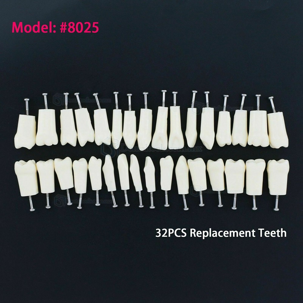 Fantoma Modelo de Práctica 32Pcs Reemplazar los Dientes compatible con Kilgore Nissin 200