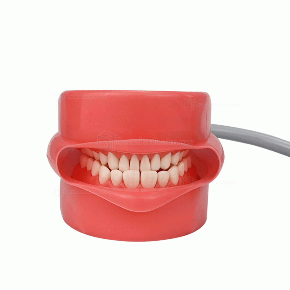  Fantoma Dental Maniquí Completo para Reposacabezas de Sillón Dental Compatible con Nissin Kilgore