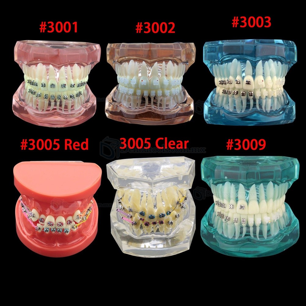Modelo dental didáctico para demostración y práctica de ortodoncia Modelo dental didáctico para demostración y práctica de ortodoncia