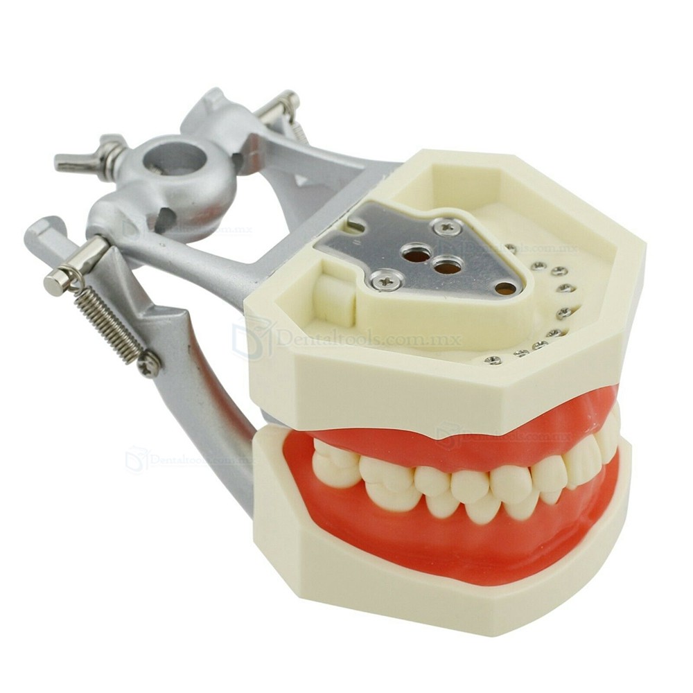 Fantoma Modelo de Práctica Compatible con Kilgore Nissin 200 28 Pcs Reemplazo de Dientes