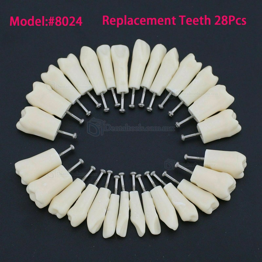 Fantoma Modelo de Práctica Compatible con Kilgore Nissin 200 28 Pcs Reemplazo de Dientes