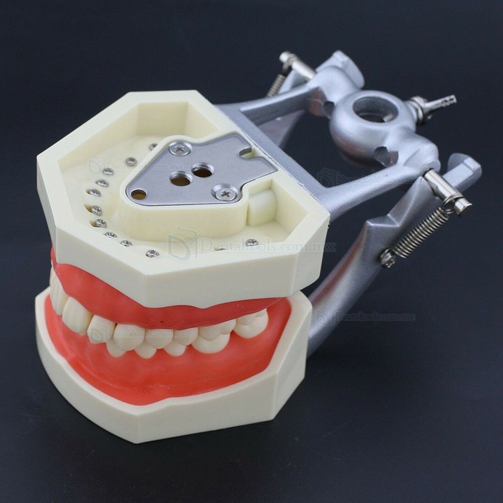 Fantoma Modelo de Práctica Compatible con Kilgore Nissin 200 28 Pcs Reemplazo de Dientes