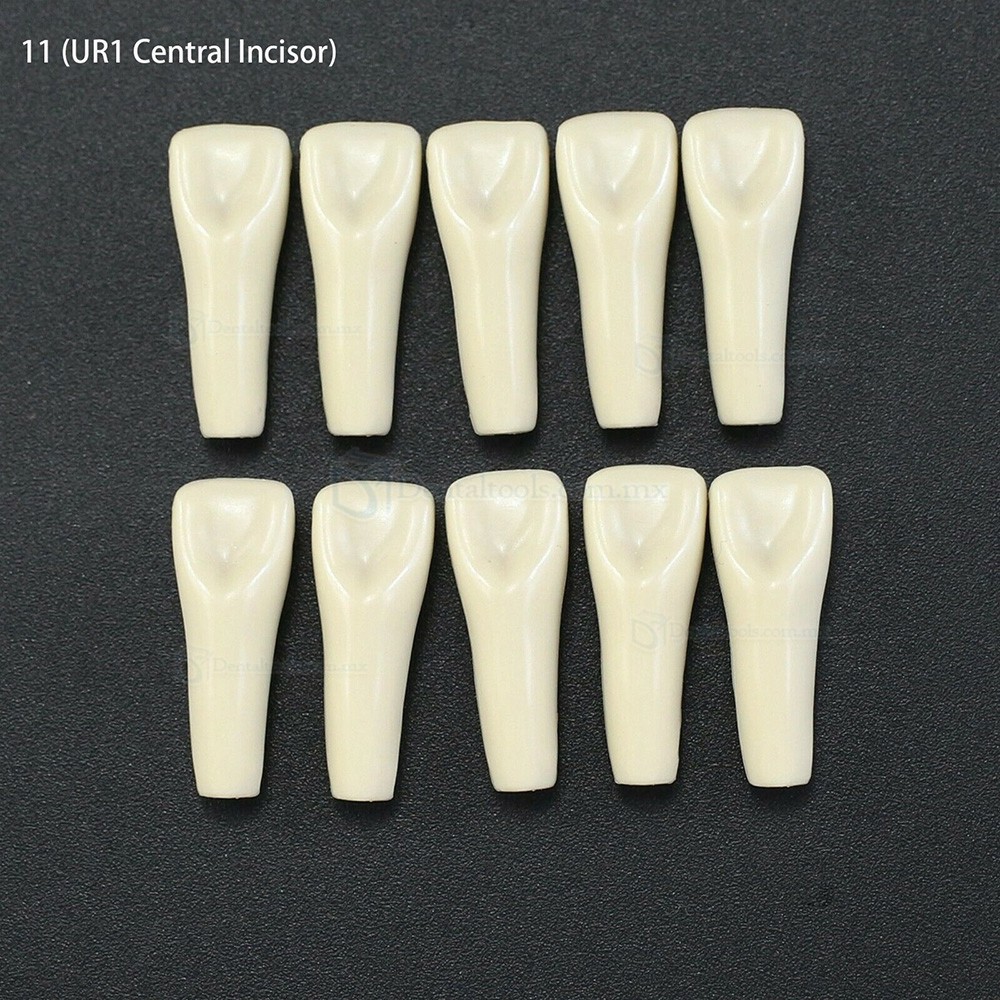 10 unids/lote de dientes dentales tipodonto dientes de repuesto compatibles con Columbia 860