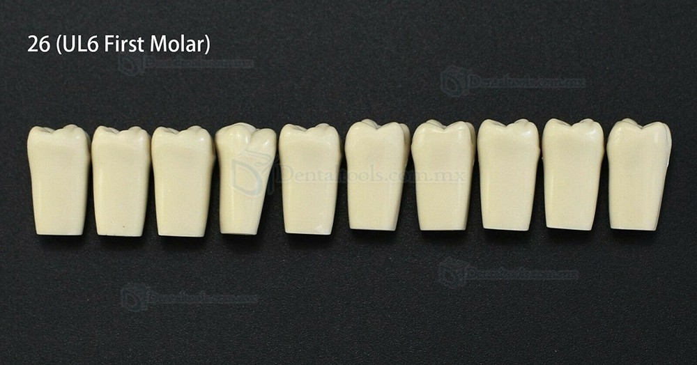 10 unids/lote de dientes dentales tipodonto dientes de repuesto compatibles con Columbia 860