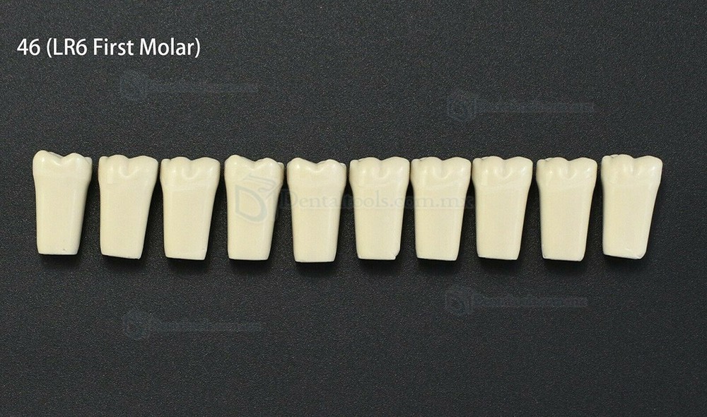 10 unids/lote de dientes dentales tipodonto dientes de repuesto compatibles con Columbia 860