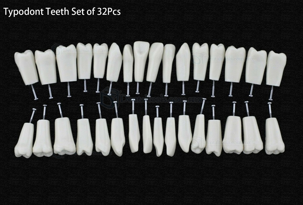 10 unids/lote de dientes dentales tipodonto dientes de repuesto compatibles con Columbia 860