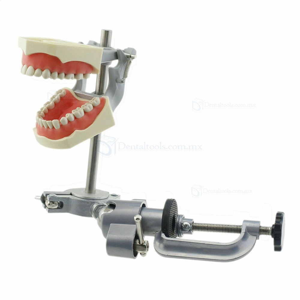 Dental Typodont Model With Pole Mount Practice 32 Pcs Teeth