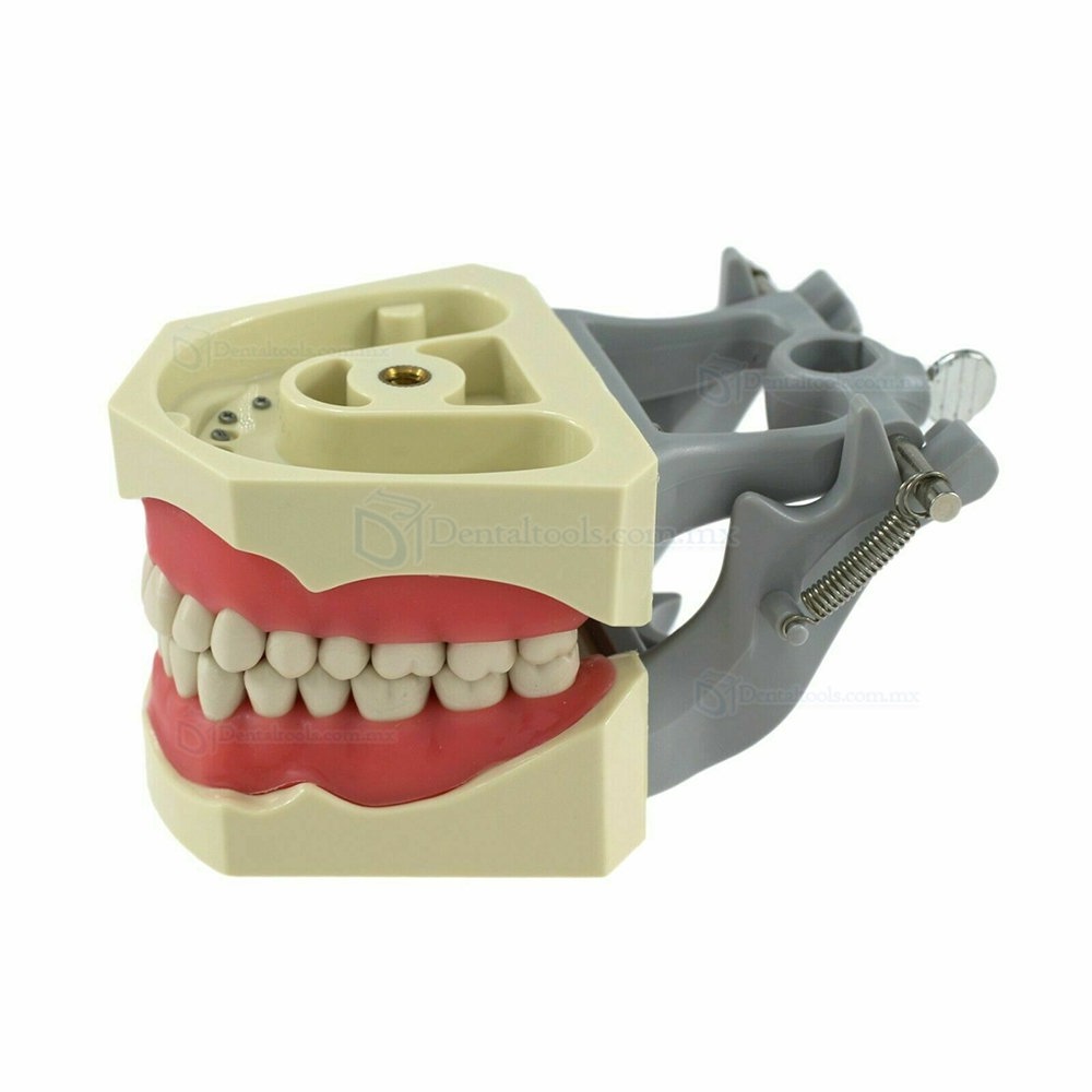 Dental Typodont Model With Pole Mount Practice 32 Pcs Teeth