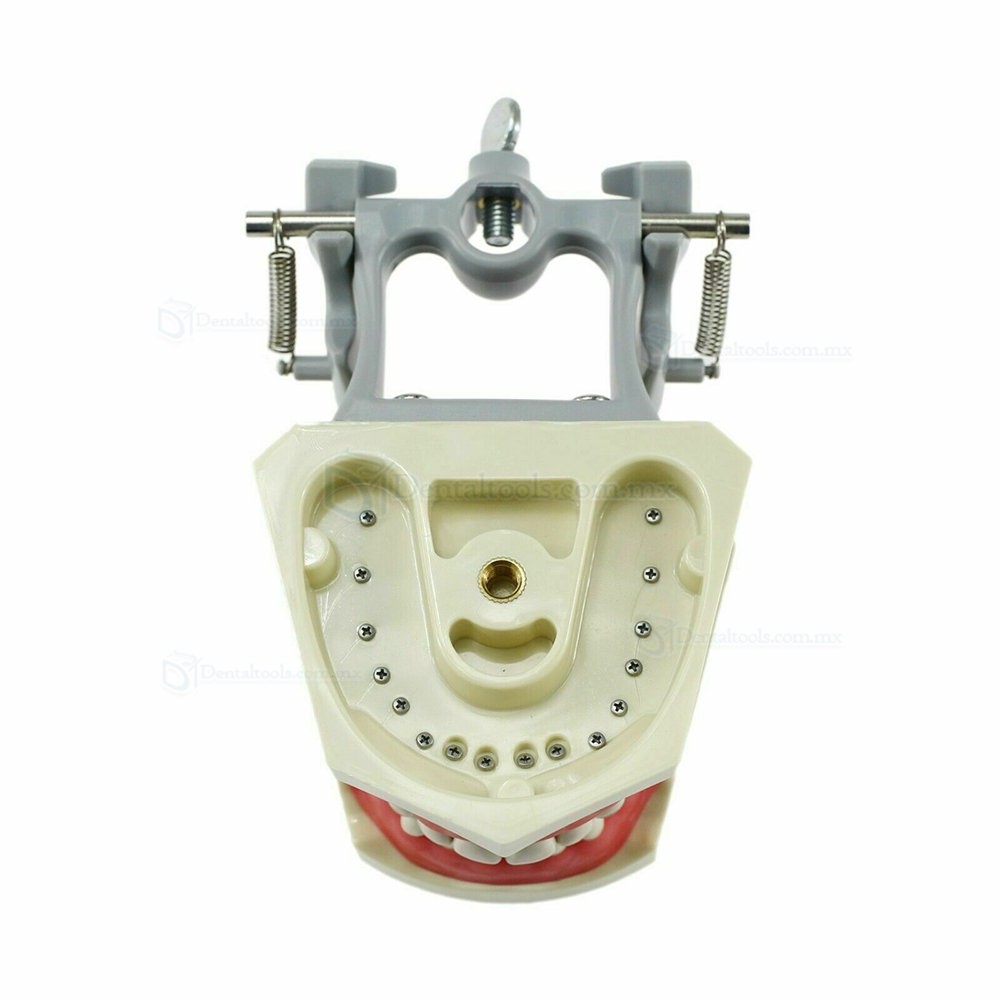 Dental Typodont Model With Pole Mount Practice 32 Pcs Teeth